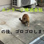 猫ちゃん (周辺)