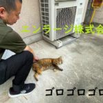猫ちゃん (周辺)